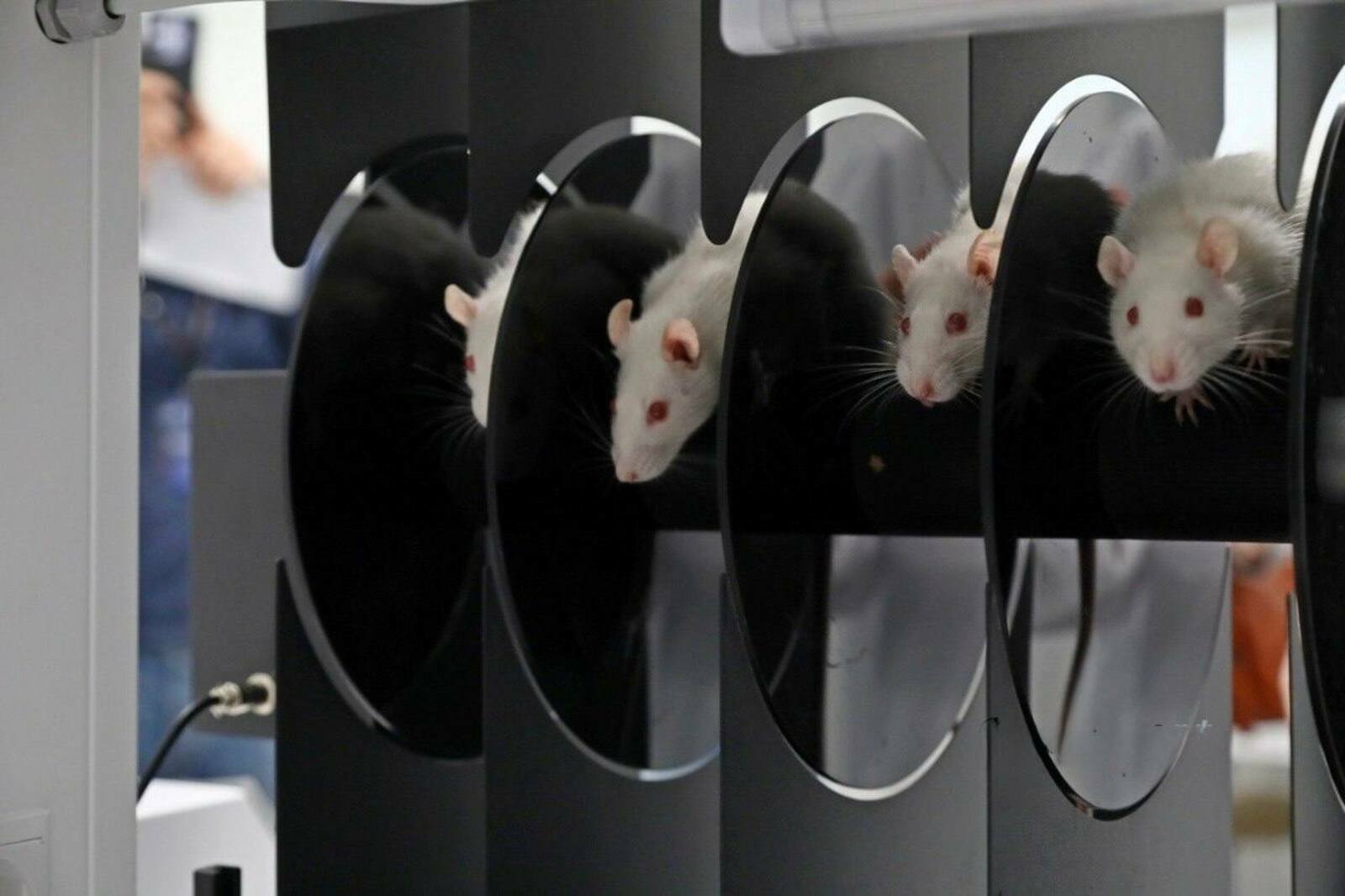 Вуз-ара кампуста  антидепрессант уйлап табыу буйынса яңы этапҡа сыҡтылар